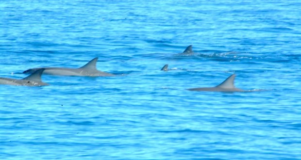 Dauphins Baie de Tamarin
